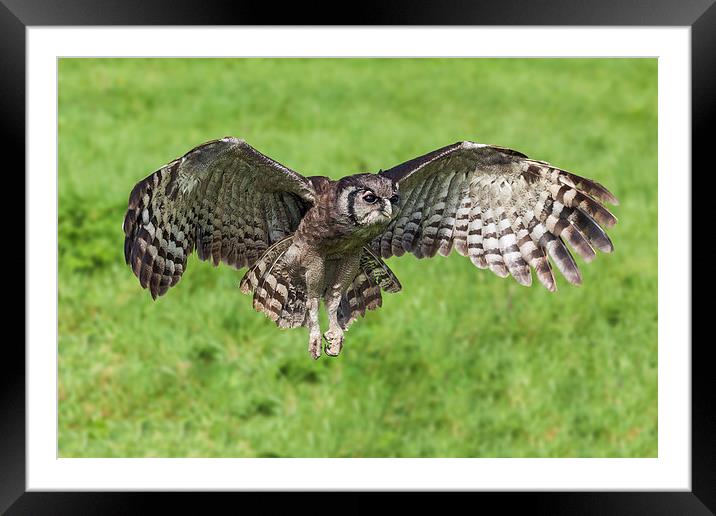  Magnificent Verreaux's Eagle Owl in flight Framed Mounted Print by Ian Duffield