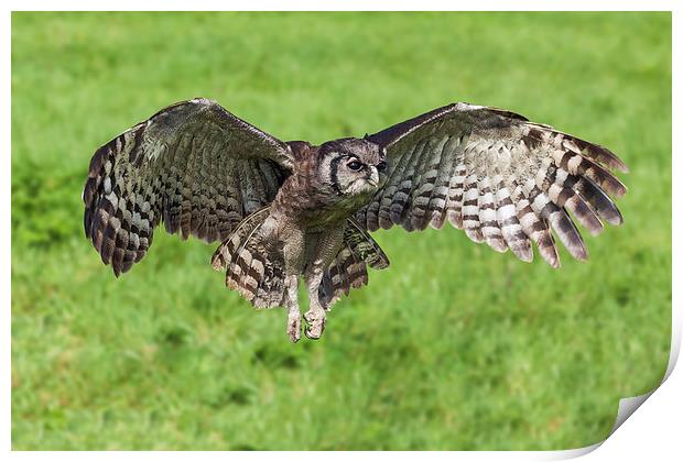  Verreaux's Eagle Owl in flight Print by Ian Duffield