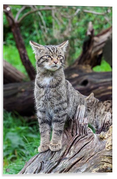Scottish wildcat kitten on alert  Acrylic by Ian Duffield