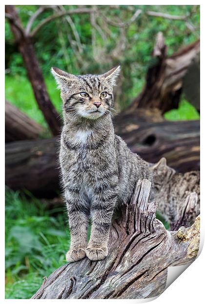Scottish wildcat kitten on alert  Print by Ian Duffield