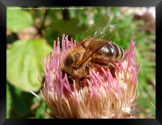  Honey Bee on Cirsium Framed Print by Stephen Cocking