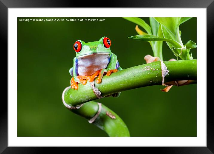 Red Eyed Tree Frog Framed Mounted Print by Danny Callcut
