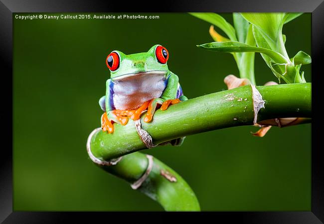 Red Eyed Tree Frog Framed Print by Danny Callcut