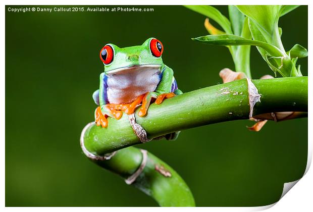 Red Eyed Tree Frog Print by Danny Callcut