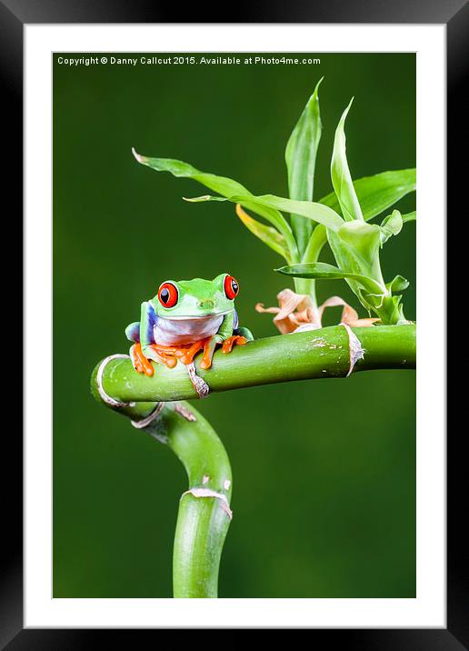 Red Eyed Tree Frog Framed Mounted Print by Danny Callcut