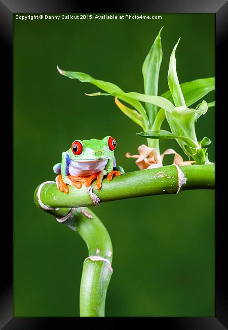 Red Eyed Tree Frog Framed Print by Danny Callcut