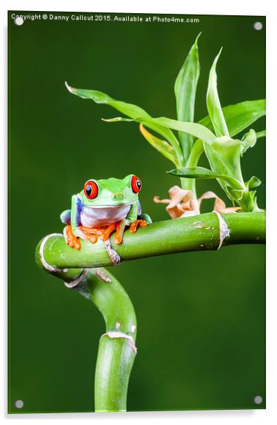 Red Eyed Tree Frog Acrylic by Danny Callcut