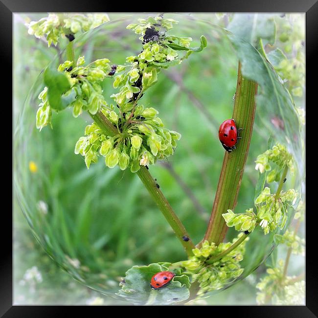  the ladybugs Framed Print by Marinela Feier