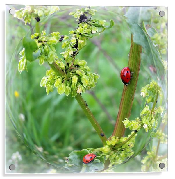  the ladybugs Acrylic by Marinela Feier