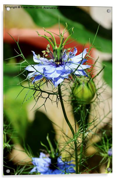 ‘Miss Jekyll’ aka “Love in a mist”. Acrylic by Frank Irwin