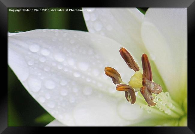 White Lily Framed Print by John Wain