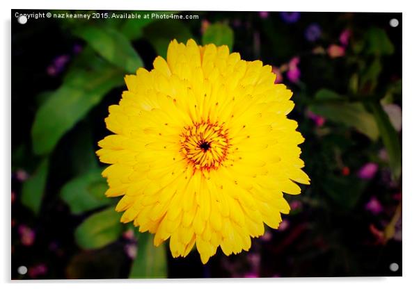  the yellow wild flower Acrylic by naz kearney