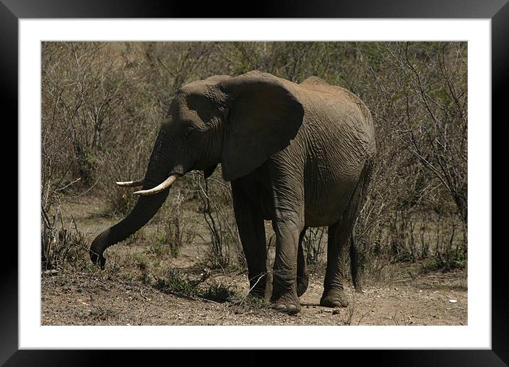 Elephant on the Masai Mara Framed Mounted Print by Chris Turner