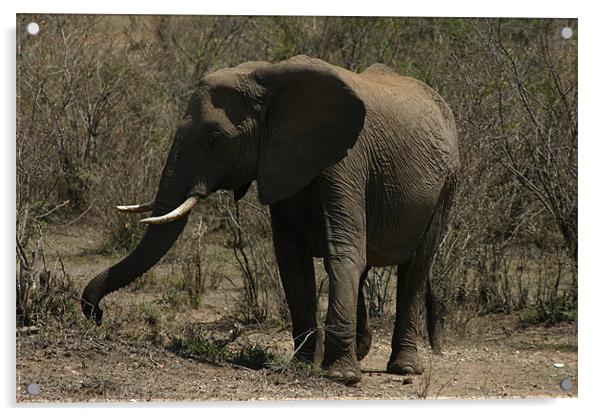 Elephant on the Masai Mara Acrylic by Chris Turner