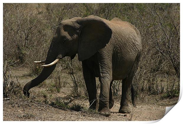 Elephant on the Masai Mara Print by Chris Turner