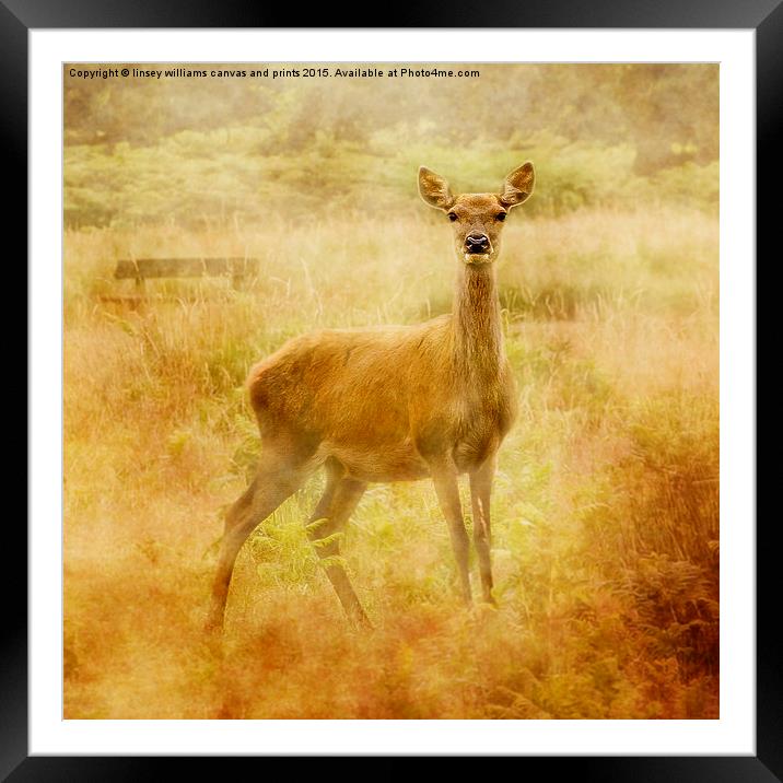 Deer Framed Mounted Print by Linsey Williams