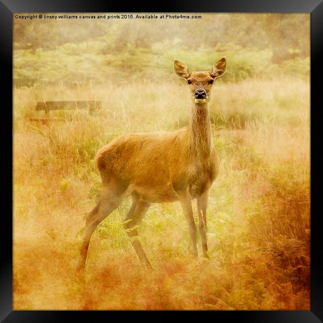 Deer Framed Print by Linsey Williams