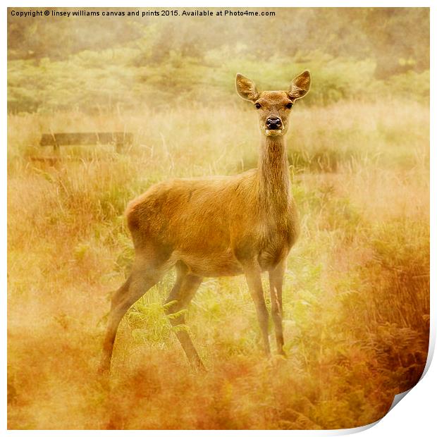 Deer Print by Linsey Williams