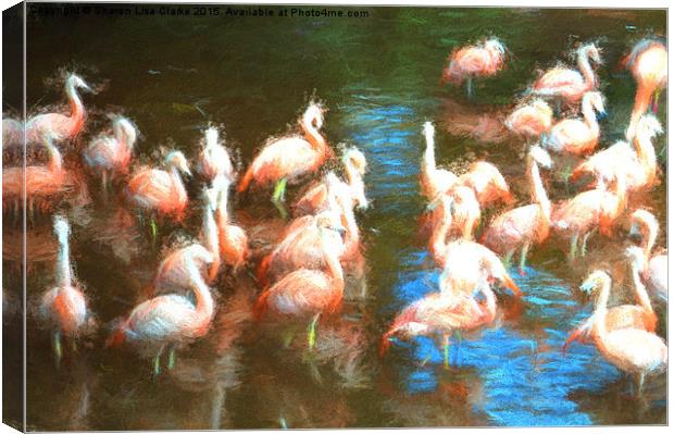  Flamingo dance Canvas Print by Sharon Lisa Clarke
