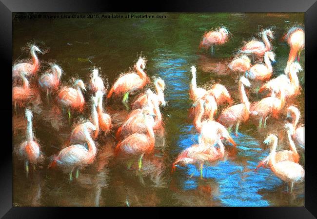  Flamingo dance Framed Print by Sharon Lisa Clarke