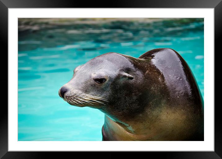 Sealion  Framed Mounted Print by Valerie Paterson