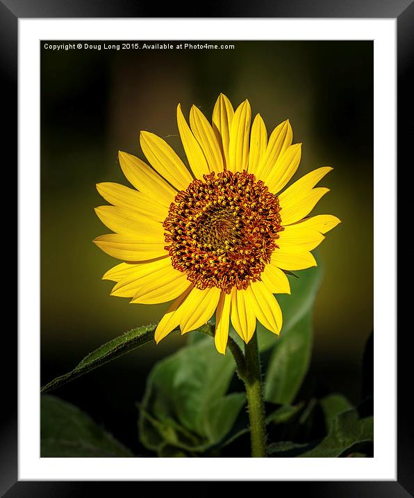 Common Sunflower Framed Mounted Print by Doug Long