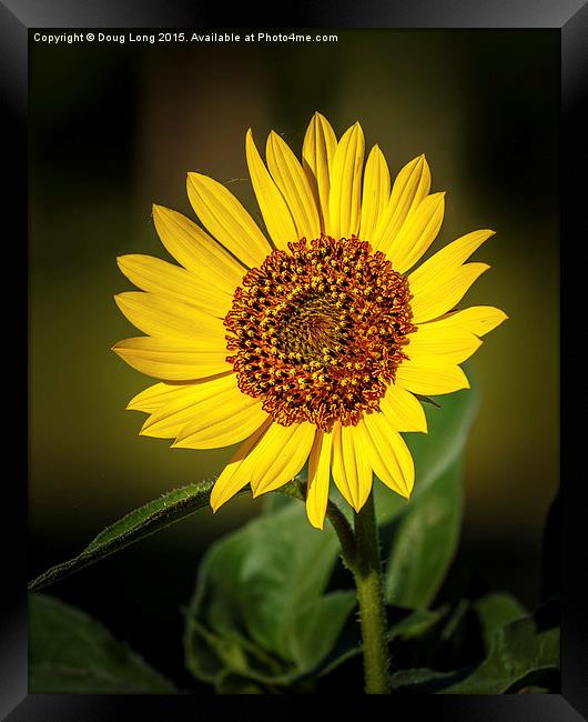 Common Sunflower Framed Print by Doug Long