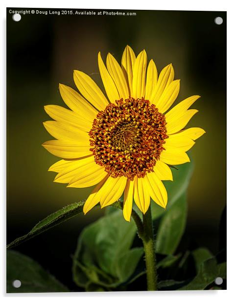 Common Sunflower Acrylic by Doug Long