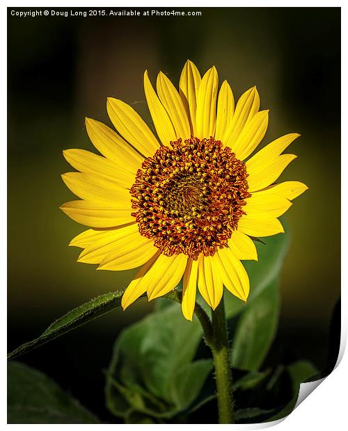 Common Sunflower Print by Doug Long