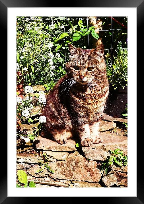  Tabby cat! Framed Mounted Print by Tanya Lowery