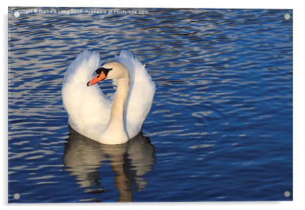   Sunlit Mute Swan Acrylic by Richard Long