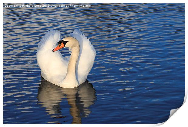   Sunlit Mute Swan Print by Richard Long
