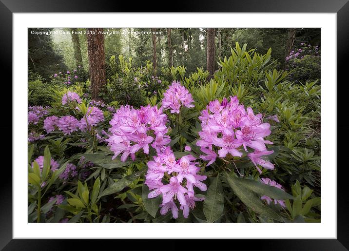  Rhododendron Mile Framed Mounted Print by Chris Frost