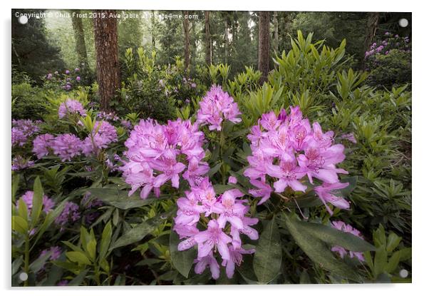  Rhododendron Mile Acrylic by Chris Frost
