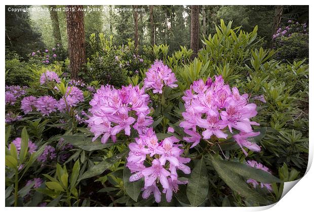  Rhododendron Mile Print by Chris Frost