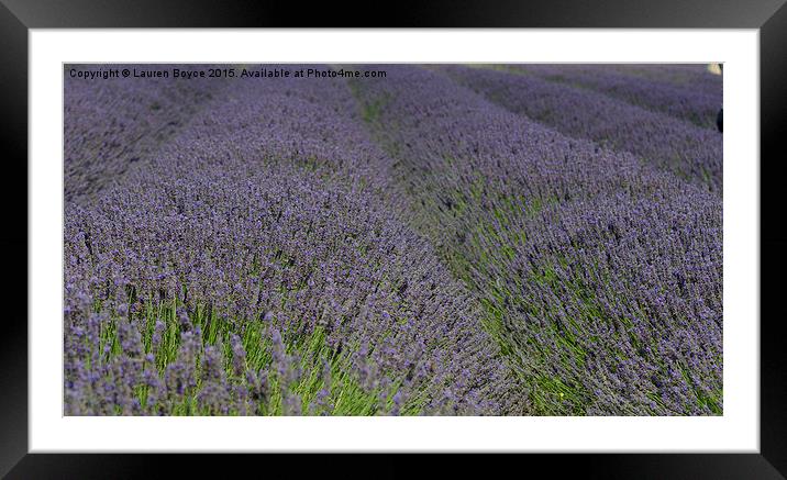 Lavender Fields  Framed Mounted Print by Lauren Boyce