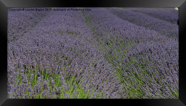 Lavender Fields  Framed Print by Lauren Boyce