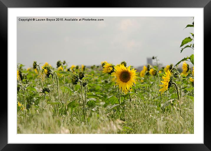  Field of Sunflowers Framed Mounted Print by Lauren Boyce