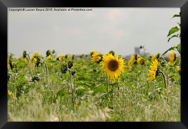  Field of Sunflowers Framed Print by Lauren Boyce