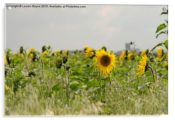  Field of Sunflowers Acrylic by Lauren Boyce