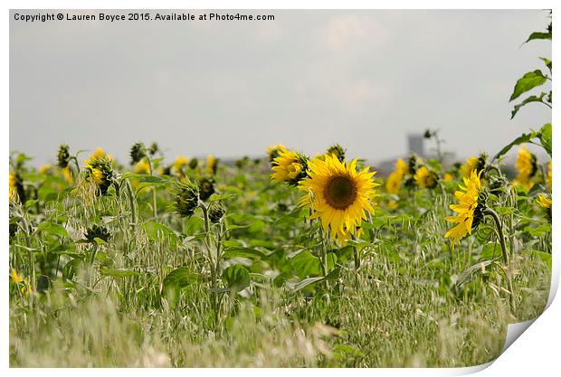  Field of Sunflowers Print by Lauren Boyce