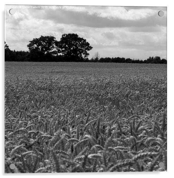  Wheat fields Acrylic by Claire Castelli