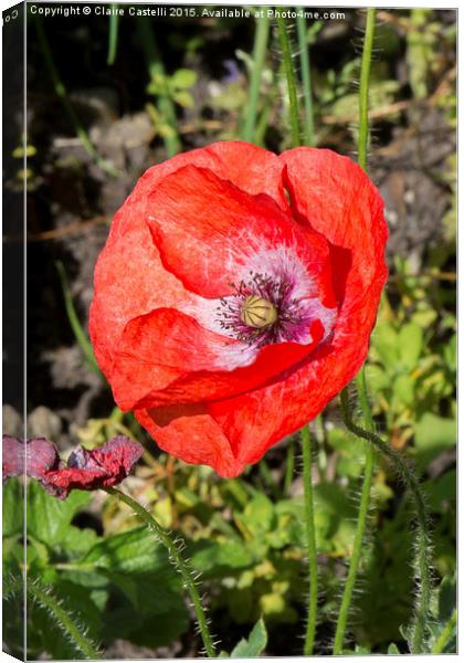  Poppy Canvas Print by Claire Castelli