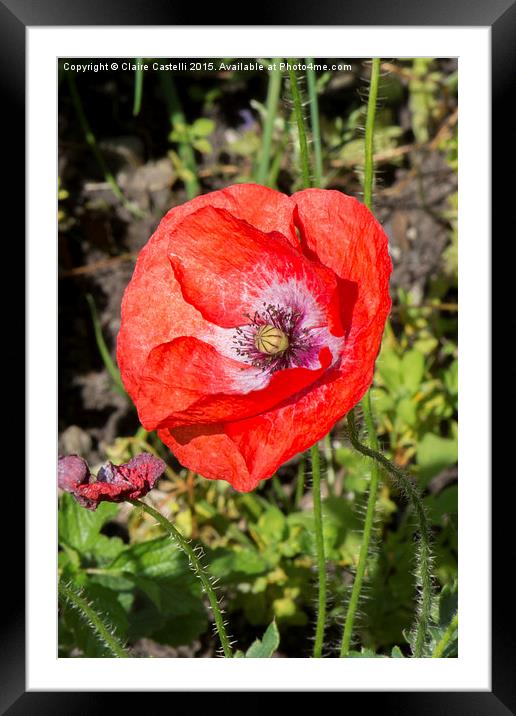  Poppy Framed Mounted Print by Claire Castelli