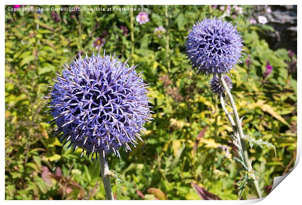  Allium hollandicum Print by Claire Castelli