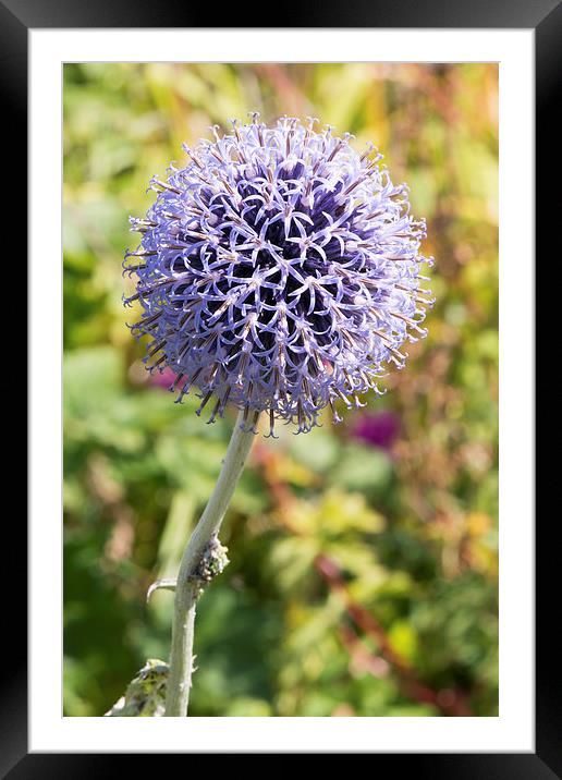  Purple Sensation Framed Mounted Print by Claire Castelli
