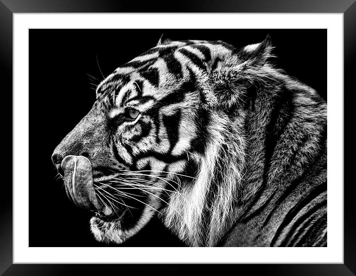 Tiger Framed Mounted Print by Sam Smith