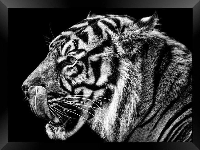 Tiger Framed Print by Sam Smith