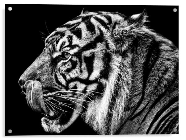 Tiger Acrylic by Sam Smith