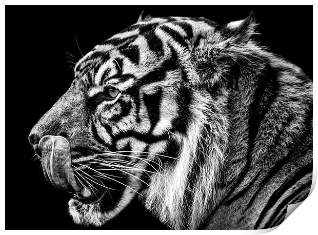 Tiger Print by Sam Smith